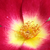 Roșu - galben - Trandafir de parc - Meimick
